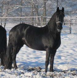 Elevage de chevaux Frisons, Arabo-frisons et Pinto Baroque
